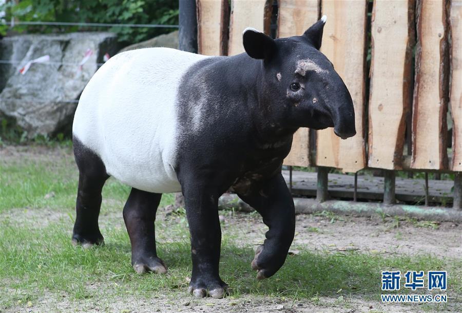 这是5月31日在波兰普沃茨克动物园拍摄的一岁大的马来貘.新华社/欧新