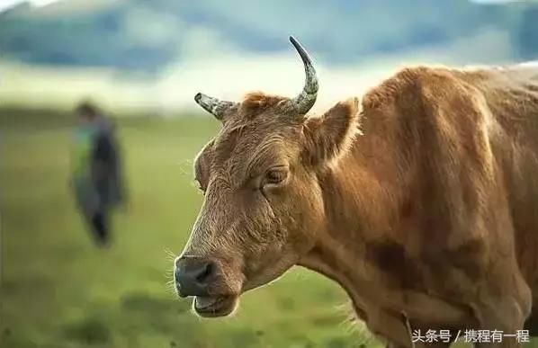 丢人!中国女游客为了拍抖音,竟跑到马来西亚做