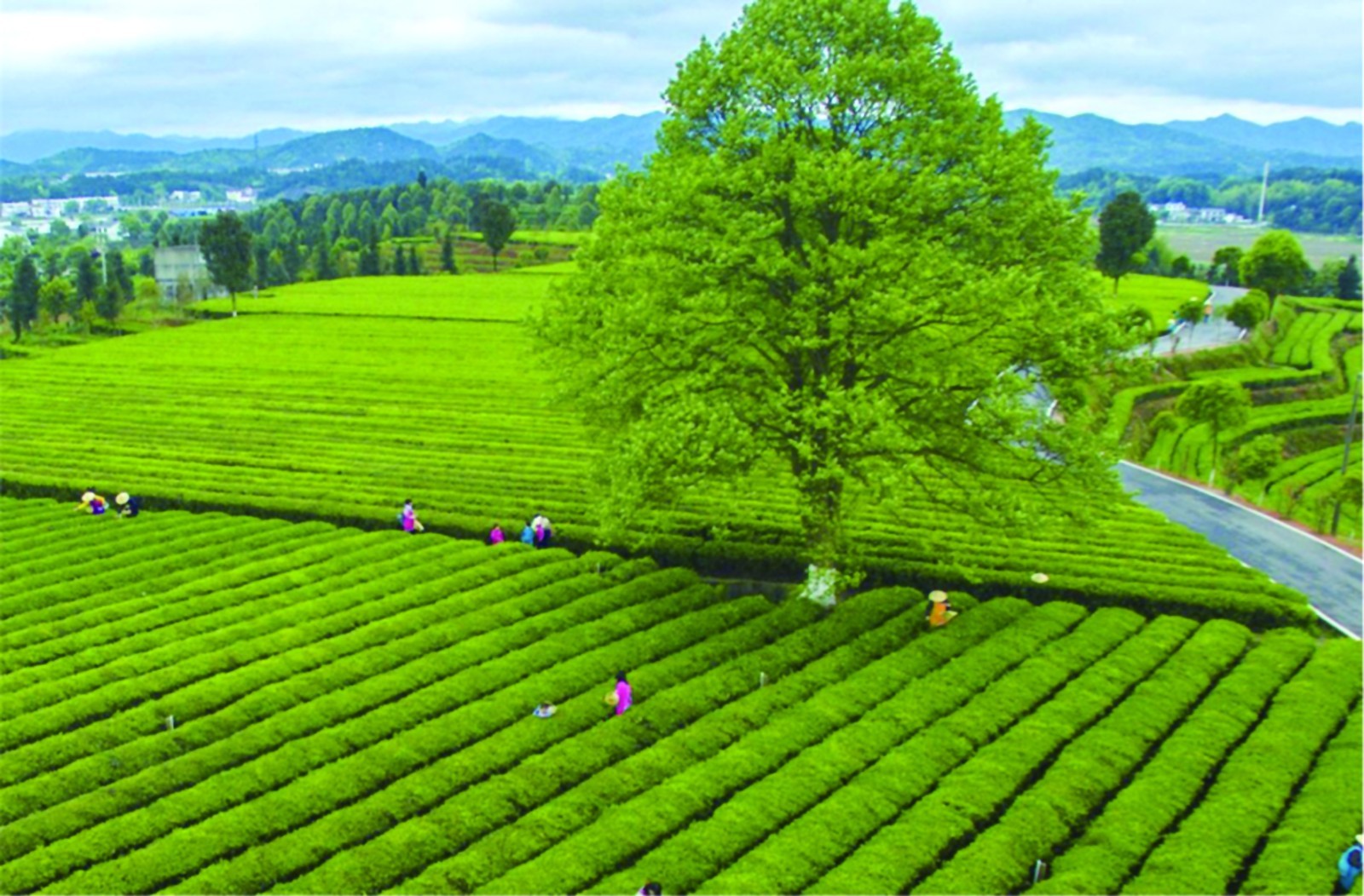 长沙绿茶采用的茶树品种为当地选育的良种,如碧香早,槠叶齐,白毫早等