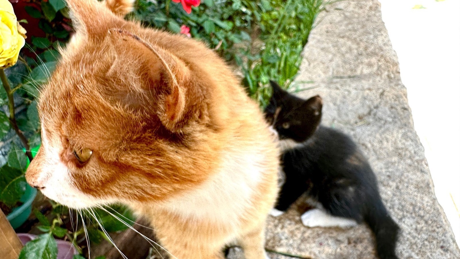 【慕田峪长城的猫】储存温暖延续爱它们是长城派来抚慰心灵的“天使” 【慕田峪长城的猫】储存温暖延续爱它们是长城派来抚慰心灵的“天使”