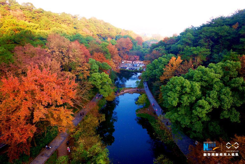 航拍岳麓山冬日暖枫:杜牧赞"停车坐爱枫林晚"