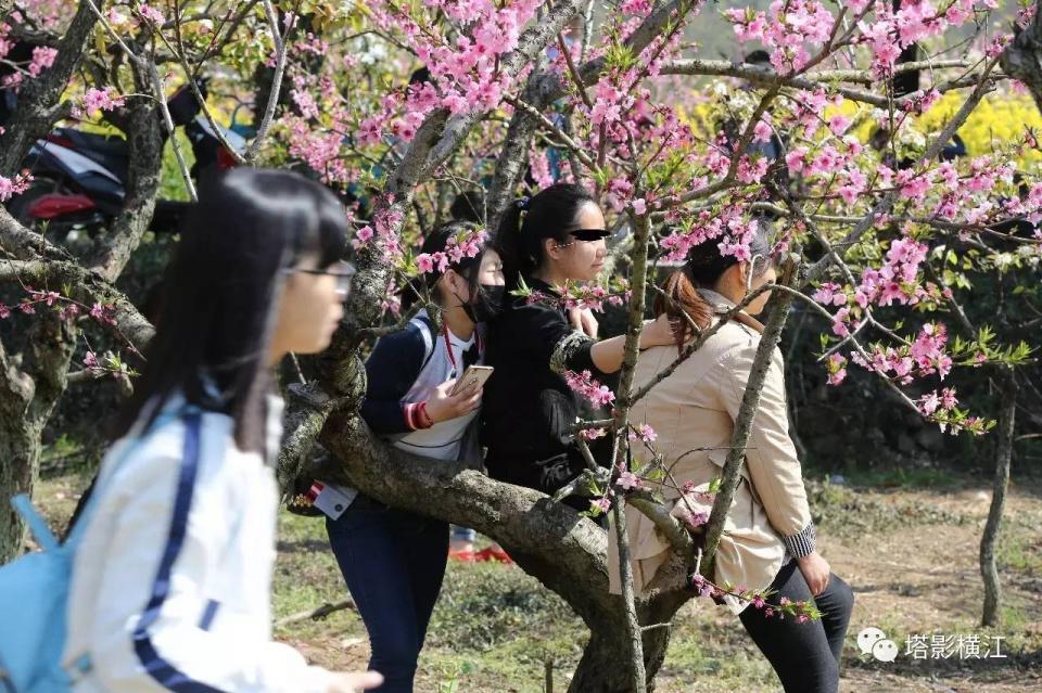清明小长假周潭赏桃花 游客爬树摘花踩踏