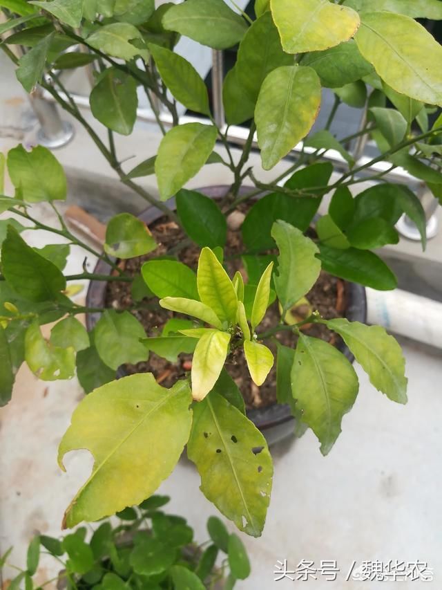 盆栽橘子树新叶小而黄,叶片有缺刻,什么原因,怎