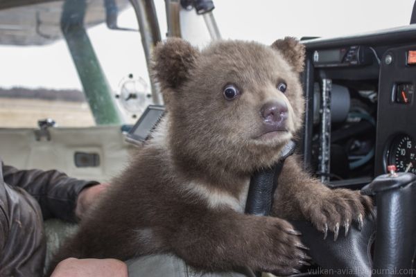 熊孩子成精啦！战斗民族飞行员带毛熊开轰炸机
