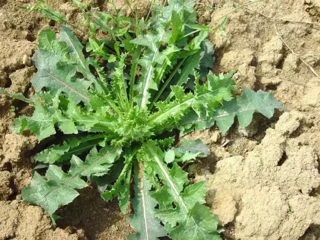 降血糖、控血压...这13种堪比药用的春季野菜，多吃有益