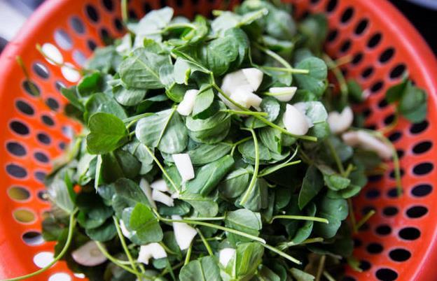 民间有诗云:苜蓿小名草籽苗,民间沤肥作饲料;新梢炒食拌年糕,男女老少