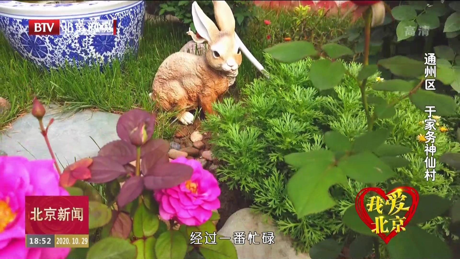 我爱北京 | 神仙村“美丽庭院”畅享花花世界