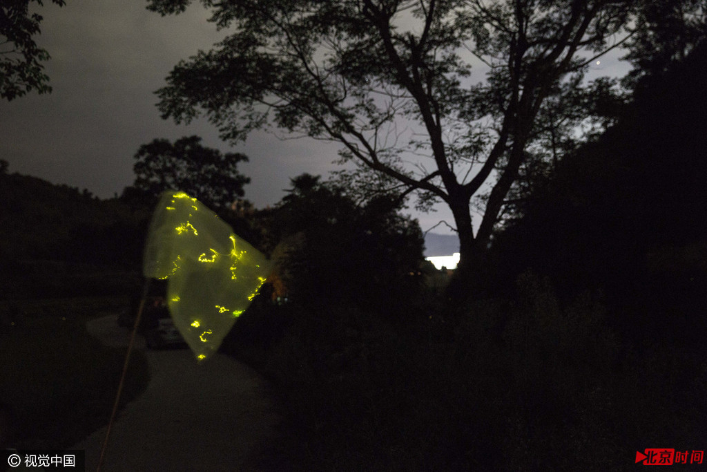 经济的滞后，保留下了森林和湿地，大量耕种的水稻，再加之湿润的气候，使宁都成为萤火虫的理想居所。七夕的临近，带动了萤火虫交易市场升温，随着“虫头”订单的增加，一只虫子的收购价也从一月前的5角上涨到7角，更多人加入到“捕萤大军”。夜晚，走在大耒山幽静而崎岖的山路上，乌云遮挡了月光，数不清的萤火虫在路旁的草丛中闪耀，偶尔有萤火虫在低空无声飞行，用它们身体的光讲着爱的语言。对于付新华来说，没有什么放飞能比这样的情景更美妙。他说，他相信不久的将来，人们都会明白城市里扭曲的放飞并不是真正的美。