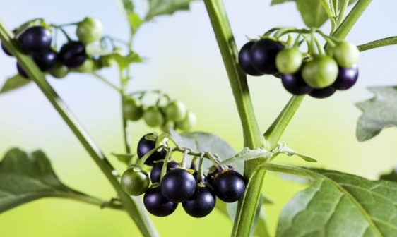 中药不能治癌症?这7种中药真的能治癌症,专家