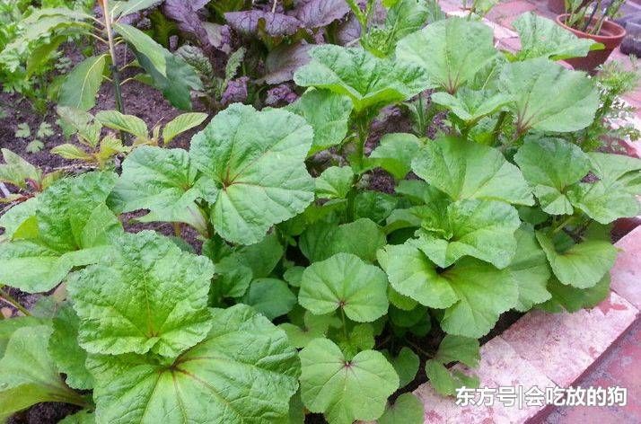 現在流行吃野菜,農村田間地頭遍地都是野菜,農村一些常見的野菜營養