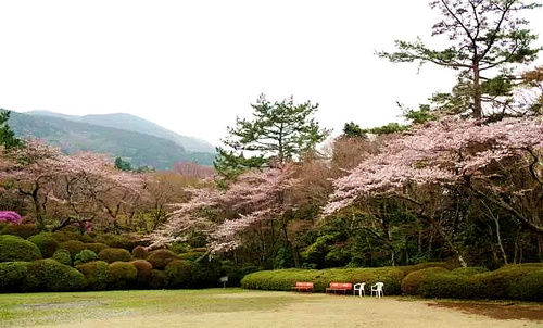 浪漫樱花季 日本箱根行