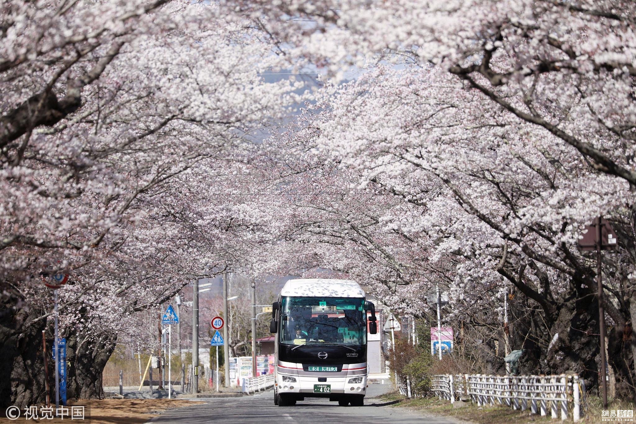 日本巴士時隔9年再駛入福島隔離區櫻花大道