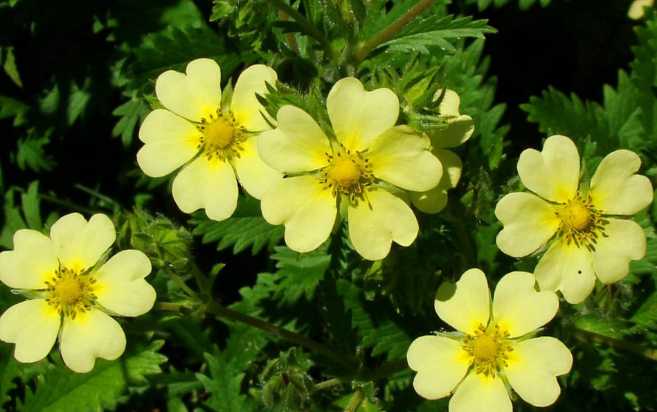 这种野菜农村到处都是,有很高的药用价值,但很多人却当猪饲料!