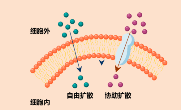 物质跨膜运输的方式