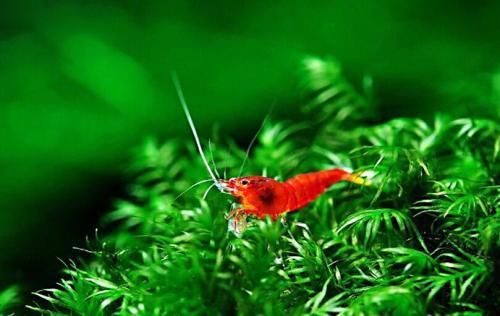 极火虾(水族箱完美搭档)