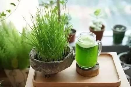 喝麦苗汁能治癌,癌症谣言你知道吗