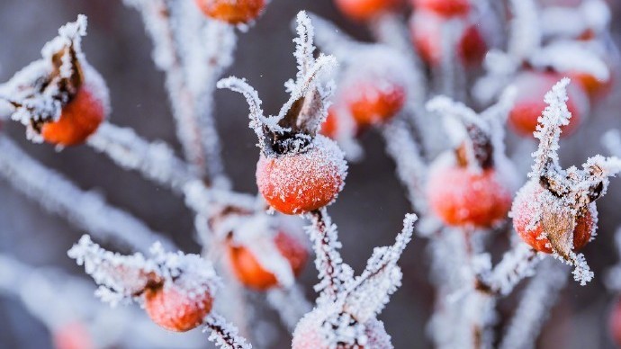 雨夹雪来了!北京今日最高气温低至冰点以下 雨夹雪来了!北京今日最高气温低至冰点以下