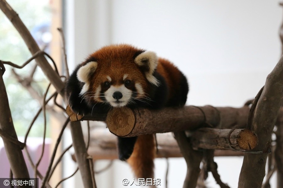 图为小熊猫集体上演“熊猫瘫”。