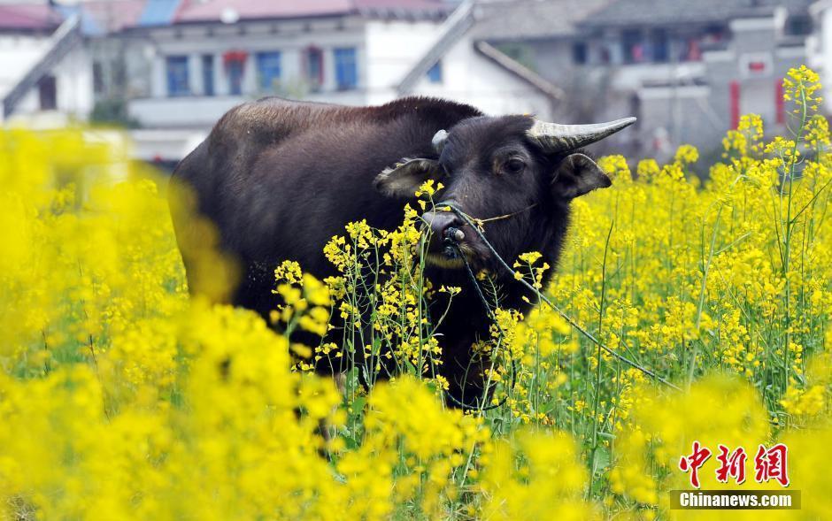 一头牛在油菜花花海中.刘占昆 摄