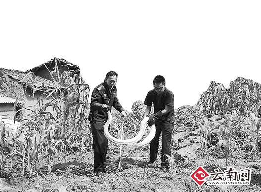 黄金蟒、银环蛇、菜花蛇 它们频现昆明市区咋回事