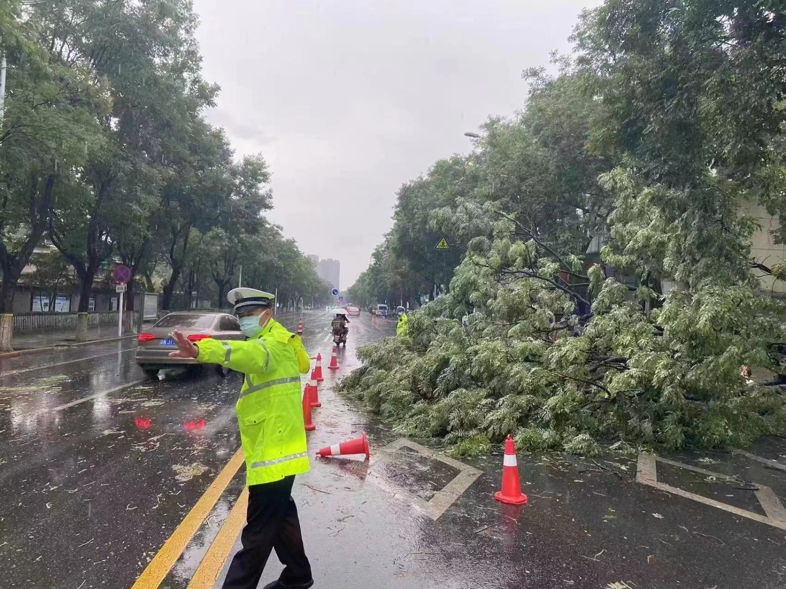 树倒了,民警及时赶到!_北京时间