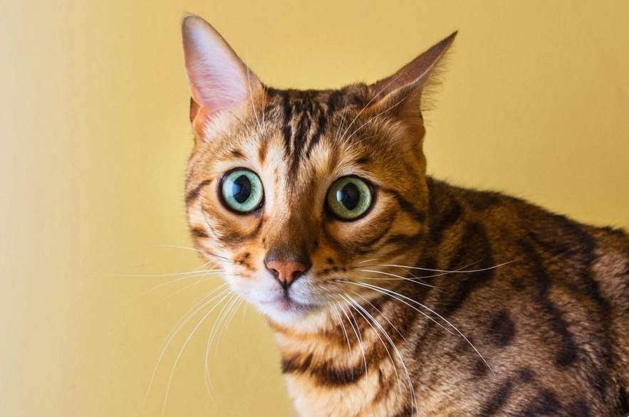 猫星人表情大合集 扮得了高冷卖得了萌