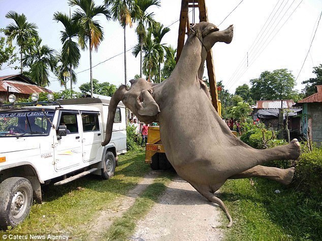 大象稻田漫步触电身亡 起重机转移尸体