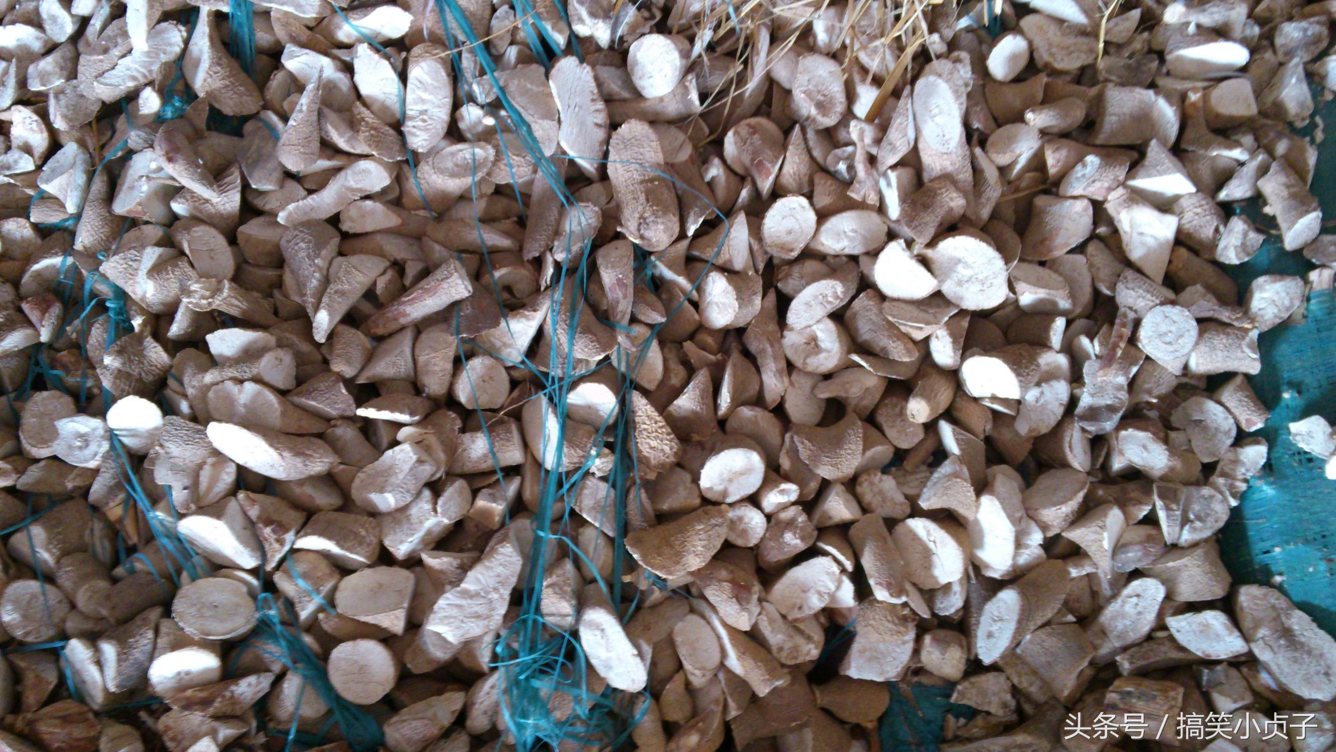 长得很像淮山的作物,不注意吃会中毒