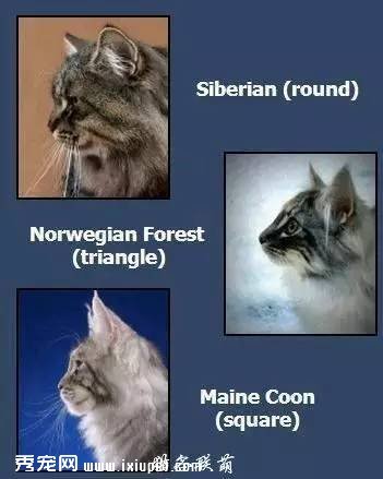 如何区分西伯利亚猫、挪威森林猫、缅因猫? 如何区分西伯利亚猫、挪威森林猫、缅因猫?
