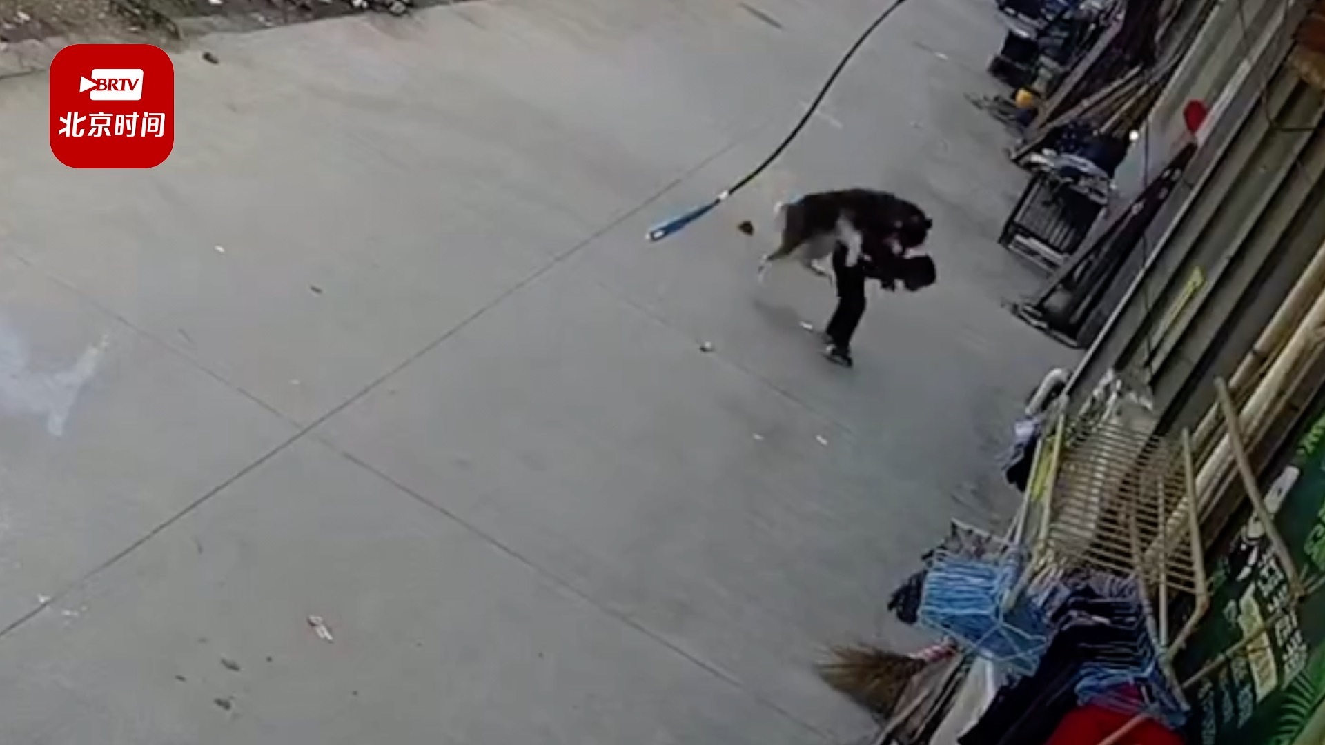 阿拉斯加犬突然蹿出扑倒撕咬过路男孩 男子飞奔救下：咬到了孩子大腿，已打狂犬疫苗