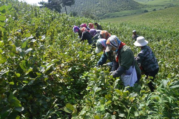 开原:金秋收获季 榛子采摘正当时