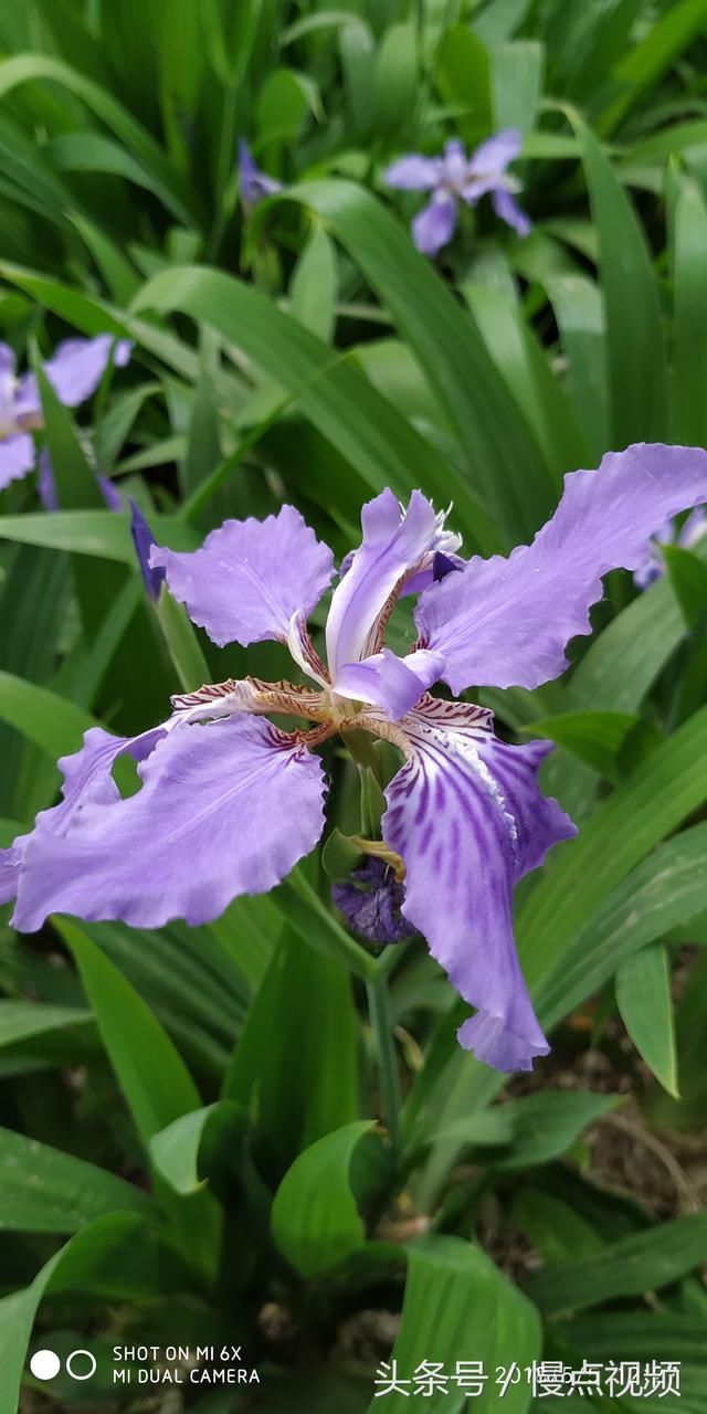 小米6X 深度体验,可以流畅玩吃鸡的千元拍照旗