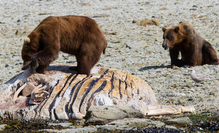 美国熊妈带娃觅食遭欺凌 英勇大棕熊化身骑士英雄救美