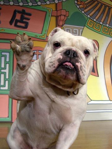 近日，日本熊本县阿苏市的Cuddly Dominion动物园通过官方脸书发布一个令人心碎的消息——电视节目《狗狗猩猩大冒险》中的斗牛犬詹姆斯于本月8日过世，享年12岁，相当于人类的65岁。