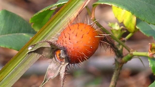 金樱子的功效和作用 泡酒喝有什么注意事项