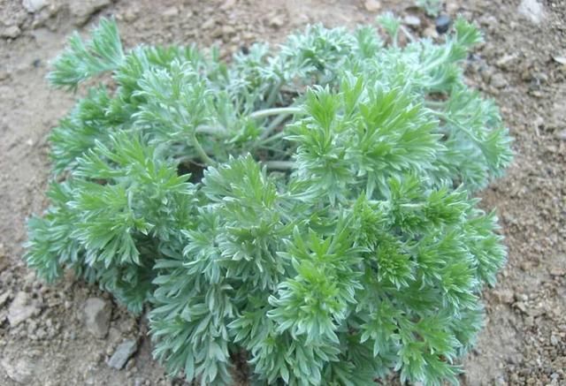 茵陈和白蒿的区别,时令野菜白蒿蒸菜正当时