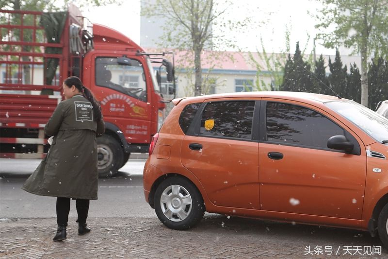 杨柳春季开花漫天飘絮让人抓狂,该不该更换树