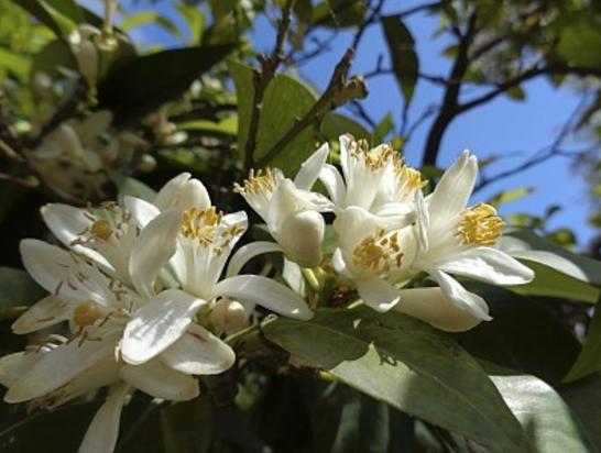 脸经常过敏、有炎症的人,多半是脸上有这种细