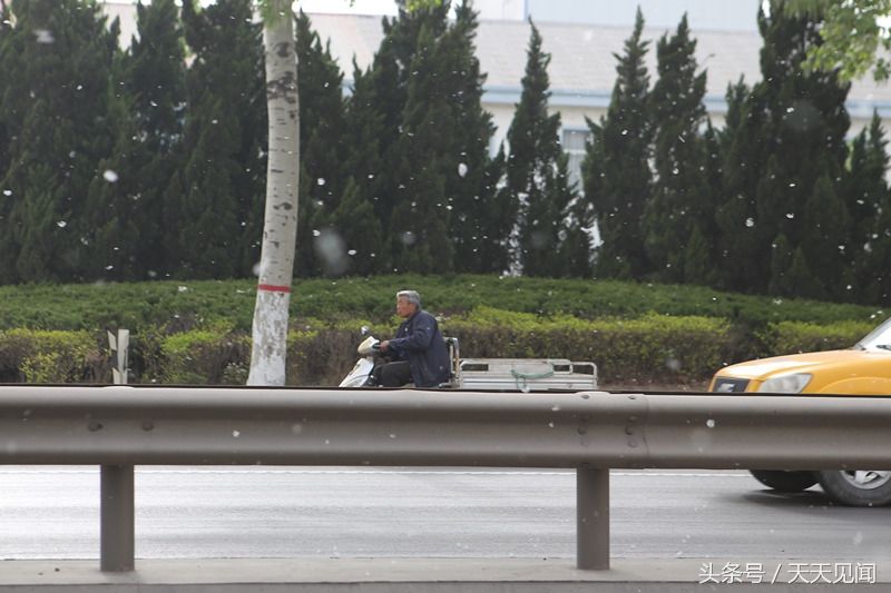 杨柳春季开花漫天飘絮让人抓狂,该不该更换树