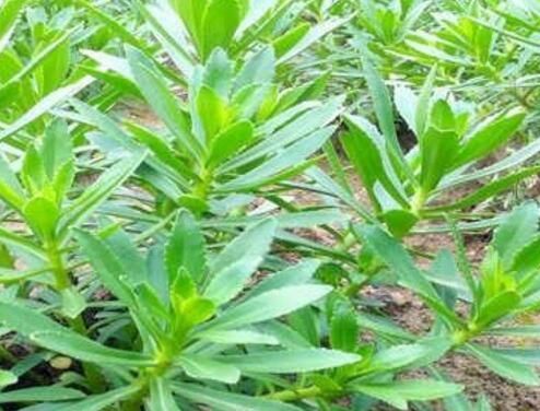 高钙菜价格多少钱一斤?种植效益如何?怎么做