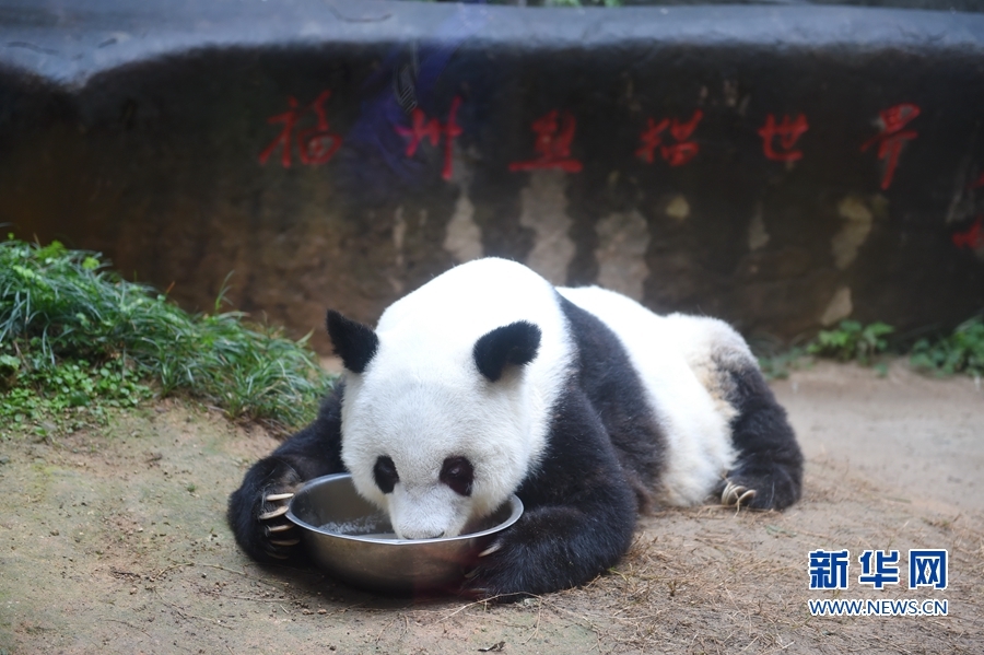 这是在海峡(福州)熊猫世界进食的熊猫"巴斯".(1月12日摄)