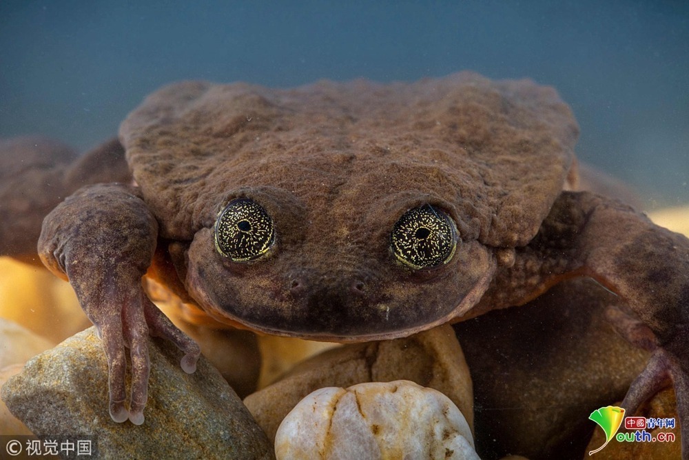 "全球最孤独"水蛙十年后等来另一半