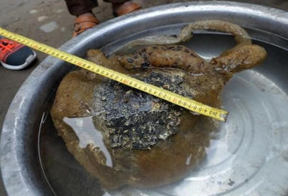 这个“怪物”来自附近的沱江。9月28日吃过午饭，梁思俊和往常一样，骑车来到沱江钓鱼。这条宽一米多的小河，是不少钓鱼者的“基地”。不过，这一天，梁思俊运气不太好，等了一下午，没有一条鱼上钩。下午5点左右，原本打算要收竿，他突然感到浮漂往下坠，于是，他下意识地收线。“线很紧，应该是条大的。”然而，当他将钓钩提起来，却傻了眼。旁边两个钓鱼的人一起帮忙，才把这个怪物弄上了岸。左看右看不知道钓上来的东西是什么，梁思俊原本打算把它扔回河里。“这个可能是个宝贝哦，值钱得很！”一旁看热闹的人说。半信半疑的梁思俊给弟弟打了电话，两人一起把“怪物”抱回了家。