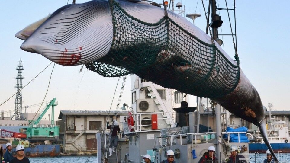 就是这么任性 日本“退群”后计划在公海商业捕鲸 就是这么任性 日本“退群”后计划在公海商业捕鲸