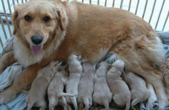 金毛意外怀孕生了7只小奶狗,喂养2周后,朋友一看笑着扶墙走!