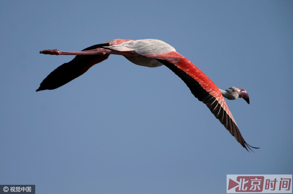 红色并不是火烈鸟本来的羽色，而是来自其摄取的浮游生物，08年荷兰莱顿大学的科学家弗朗西斯科·布达教授和他的实验小组成员，通过精确的量子计算手段发现了火烈鸟、三文鱼、虾、蟹等呈现出诱人的鲜红色的原因。