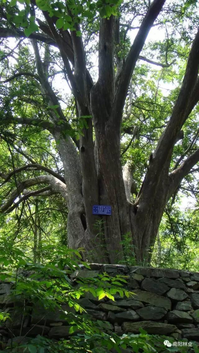 树南召县乔端镇石鼓村红豆杉南召县乔端镇大竹园村的白果爷(南阳市