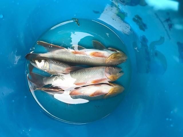 发现鱼塘里有马口鱼,拿蚯蚓钓底不吃钩,最后都