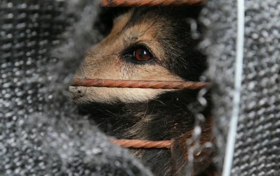 动物保护组织志愿者拦下满载土狗货车 价值20万元准备做肉狗用