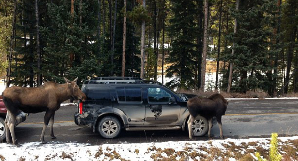 小哥自驾游,途中遇上驯鹿舔车,片刻后车身干净到发亮